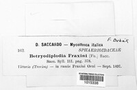 Botryodiplodia fraxini image
